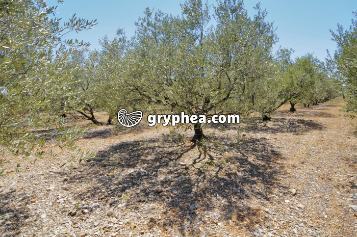 Oliviers - gryphea.com